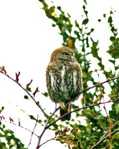 Austral Pygmy-Owl