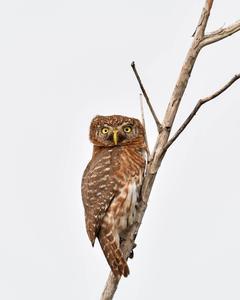 Cuban Pygmy-Owl