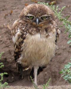 Burrowing Owl