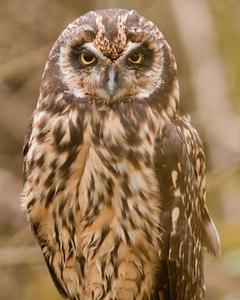 Short-eared Owl (Galapagos)