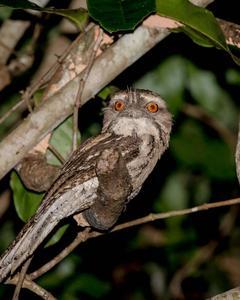Marbled Frogmouth