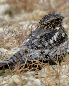 Common Nighthawk