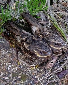 Diabolical Nightjar