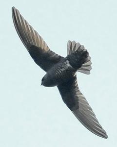 Black Swift (borealis)