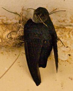 Glossy Swiftlet