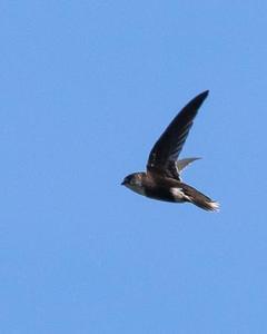 White-tipped Swift