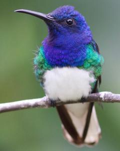 White-necked Jacobin