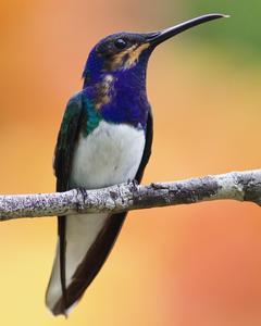 White-necked Jacobin