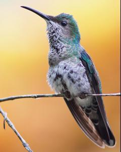 White-necked Jacobin