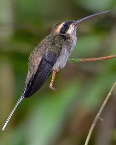 Pale-bellied Hermit