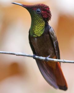 Ruby-topaz Hummingbird