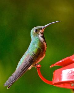 Green-breasted Mango