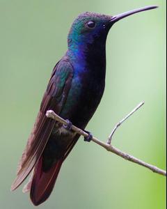 Black-throated Mango