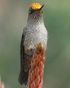 Green-backed Firecrown