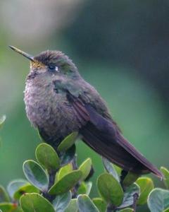 Tyrian Metaltail