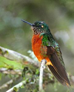 Chestnut-breasted Coronet