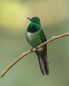 Rufous-vented Whitetip
