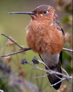 Giant Hummingbird