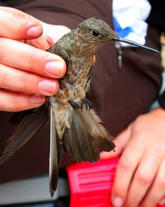 Giant Hummingbird