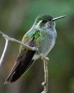 Green-breasted Mountain-gem