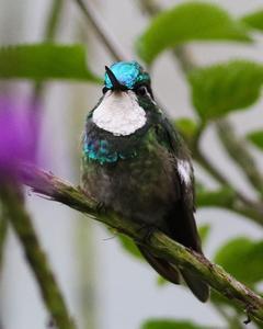 White-throated Mountain-gem (Gray-tailed)