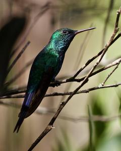 Puerto Rican Emerald