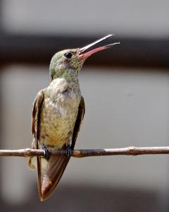 Scaly-breasted Hummingbird