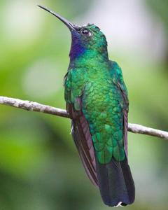 White-tailed Sabrewing