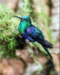Crowned Woodnymph (Emerald-bellied)