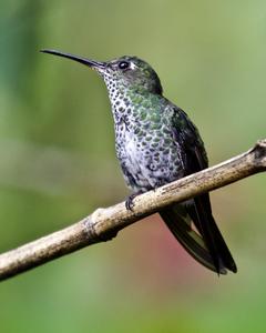 Many-spotted Hummingbird