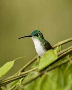 Andean Emerald