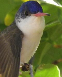 Violet-crowned Hummingbird