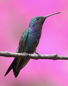 Sapphire-throated Hummingbird