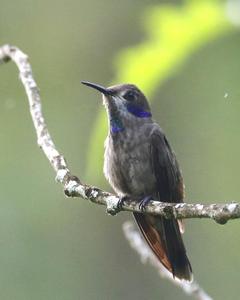 hummingbird sp.