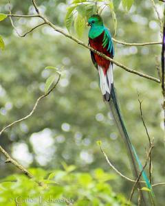 Resplendent Quetzal (Guatemalan)