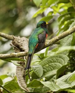 Masked Trogon
