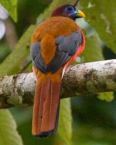 Philippine Trogon