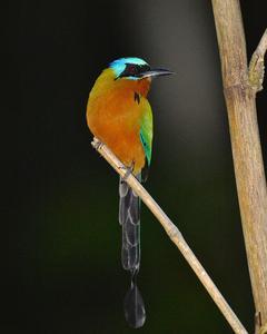 Trinidad Motmot