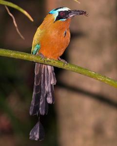 Trinidad Motmot