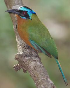 Trinidad Motmot