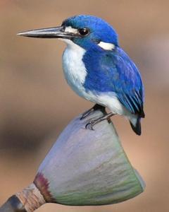 Little Kingfisher