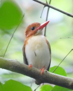 Madagascar Pygmy-Kingfisher