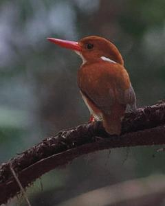 Madagascar Pygmy-Kingfisher