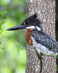 Giant Kingfisher