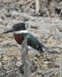 Green Kingfisher