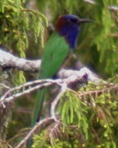 Purple-bearded Bee-eater