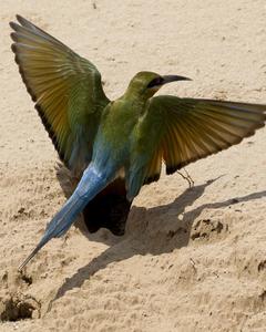 Blue-tailed Bee-eater