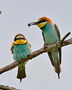 European Bee-eater