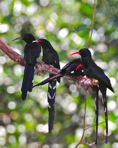 Green Woodhoopoe