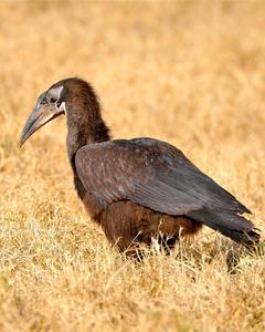 Southern Ground-Hornbill